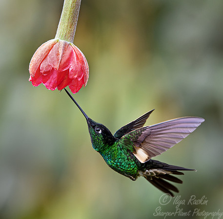 383 Buff-winged starfrontlet (Coeligena lutetiae) - Ecuador