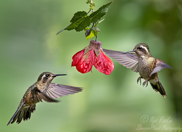 384 Speckled hummingbirds (Adelomyia melanogenys) - Ecuador