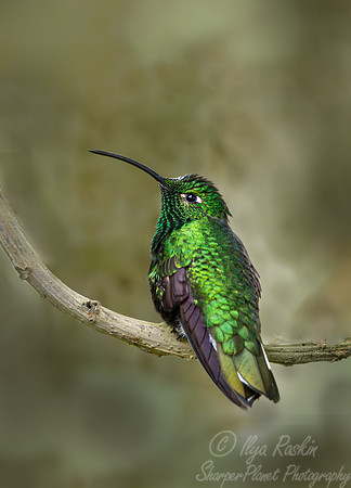 390 Mountain velvetbreast (Lafresnaya lafresnayi) - Ecuador