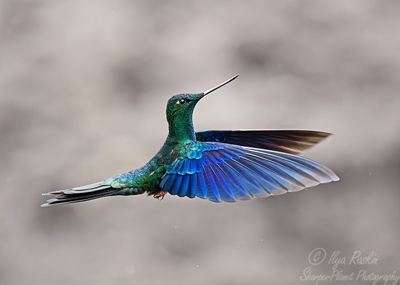 396 Great sapphirewing (Pterophanes cyanopterus) - Ecuador