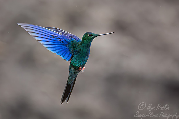 397 Great sapphirewing (Pterophanes cyanopterus) - Ecuador