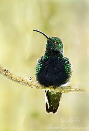 389 Mountain velvetbreast (Lafresnaya lafresnayi) - Ecuador