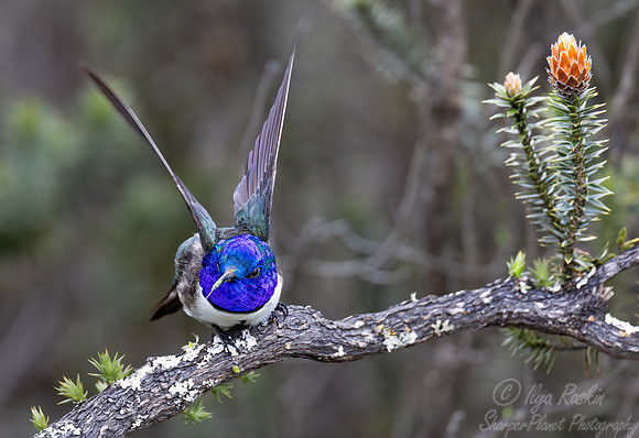392 Ecuadorian hillstar or Chimborazo hillstar (Oreotrochilus chimborazo) - Ecuador