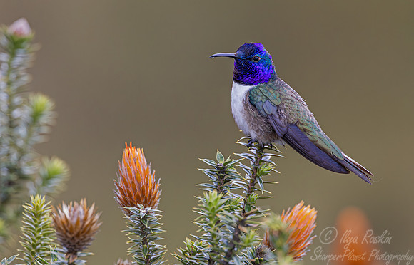 391 Ecuadorian hillstar or Chimborazo hillstar (Oreotrochilus chimborazo) - Ecuador