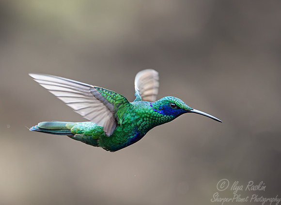 394 Sparkling violetear (Colibri coruscans) - Ecuador