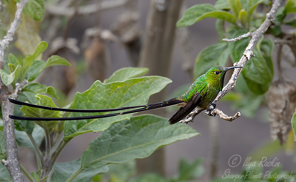 393 Black-tailed trainbearer (Lesbia victoriae) - Ecuador