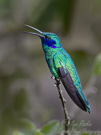 395 Sparkling violetear (Colibri coruscans) - Ecuador