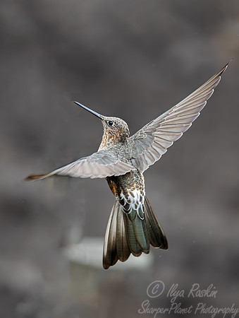 398 Giant hummingbird (Patagona gigas) - Ecuador
