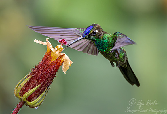 312 Violet-fronted brilliant (Heliodoxa leadbeateri) - Ecuador