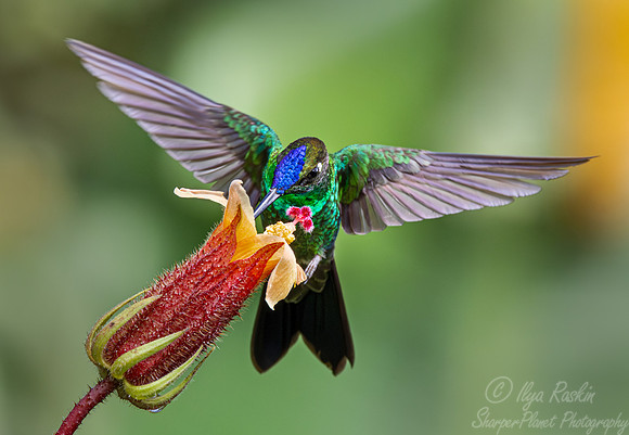 313 Violet-fronted brilliant (Heliodoxa leadbeateri) - Ecuador