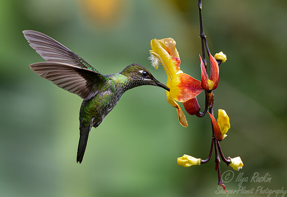 314 Violet-fronted brilliant female (Heliodoxa leadbeateri) - Ecuador