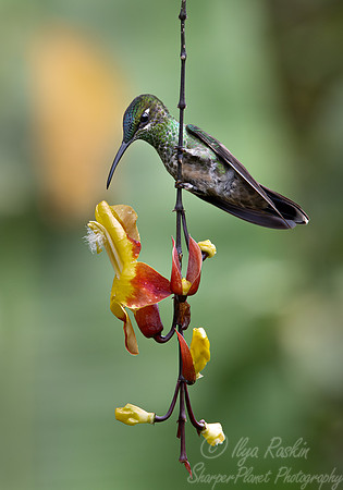 315 Violet-fronted brilliant female (Heliodoxa leadbeateri) - Ecuador