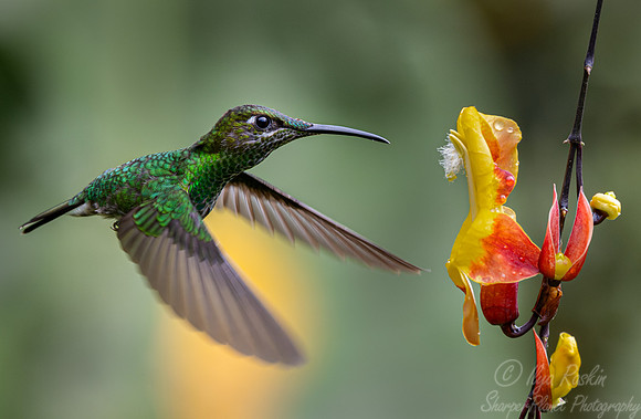 318 Green-crowned brilliant (Heliodoxa jacula) - Ecuador