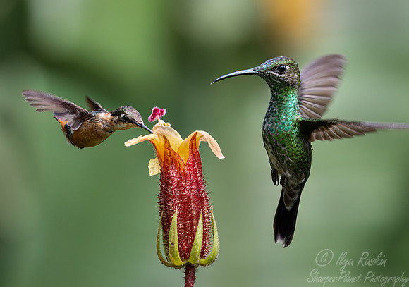 319 Purple-throated woodstar (Calliphlox mitchellii) and Green-crowned brilliant (Heliodoxa jacula) - Ecuador