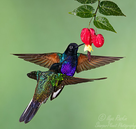 322 Velvet-purple coronets (Boissonneaua jardini) - Ecuador