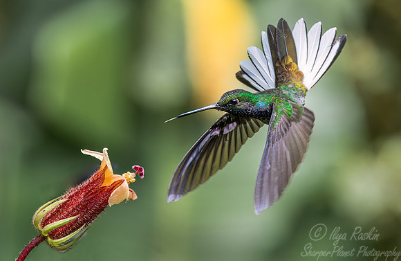 325 Green-backed hillstar (Urochroa leucura) - Ecuador