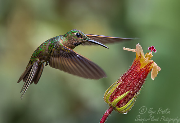 330 Fawn-breasted brilliant (Heliodoxa rubinoides) - Ecuador