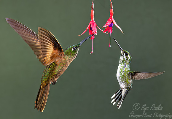 331-2 Fawn-breasted brilliant (Heliodoxa rubinoides) and Purple-bibbed whitetip (Urosticte benjamini)