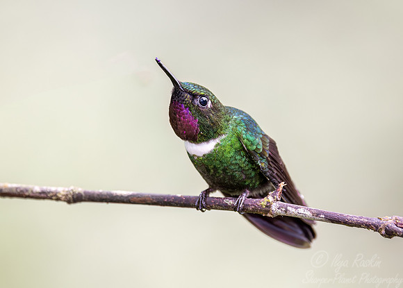333 Gorgeted sunangel (Heliangelus strophianus) - Ecuador