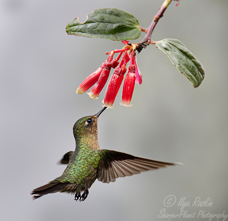 338 Buff-tailed coronet (Boissonneaua flavescens) - Ecuador