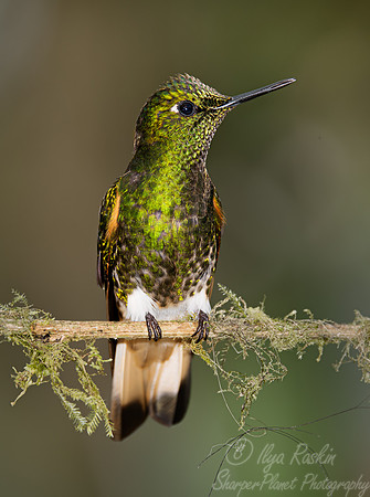 337 Buff-tailed coronet (Boissonneaua flavescens) - Ecuador