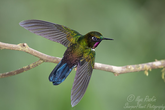 334 Gorgeted sunangel (Heliangelus strophianus) - Ecuador