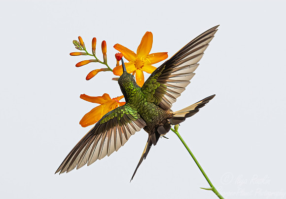 341 Buff-tailed coronet (Boissonneaua flavescens) - Ecuador