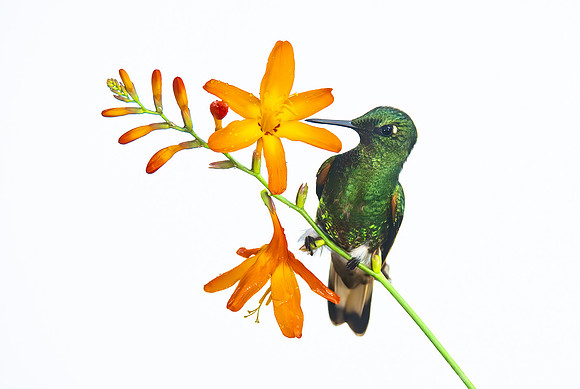 342 Buff-tailed coronet (Boissonneaua flavescens) - Ecuador