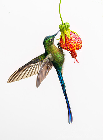 347 Long-tailed sylph (Aglaiocercus kingii) - Ecuador