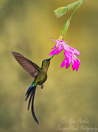 346 Long-tailed sylph (Aglaiocercus kingii) - Ecuador