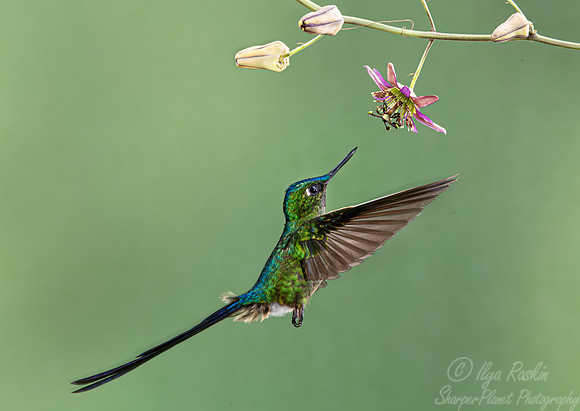 350 Long-tailed sylph (Aglaiocercus kingii) - Ecuador