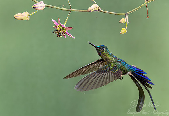 351 Long-tailed sylph (Aglaiocercus kingii) - Ecuador