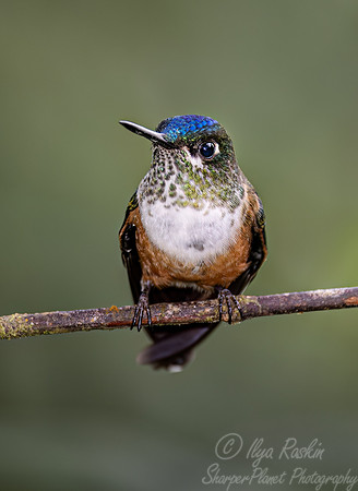 354 Long-tailed sylph (Aglaiocercus kingii) - Ecuador