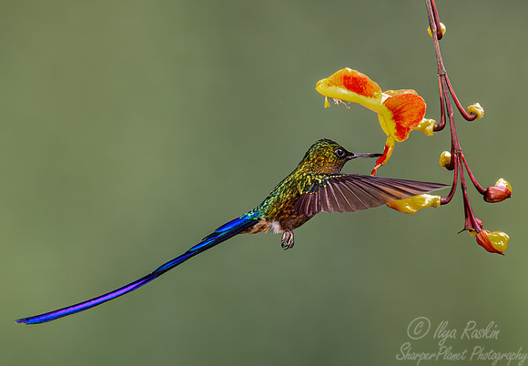 353 Long-tailed sylph (Aglaiocercus kingii) - Ecuador