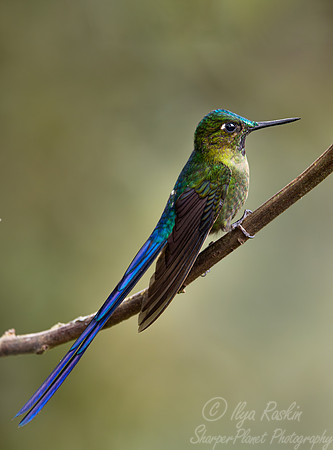 352 Long-tailed sylph (Aglaiocercus kingii) - Ecuador