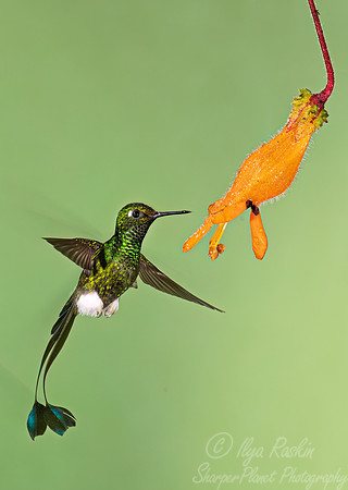 356 White-booted racket-tail (Ocreatus underwoodii) - Ecuador