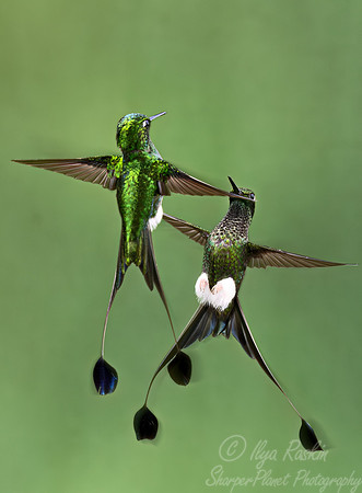 355 White-booted racket-tail (Ocreatus underwoodii) - Ecuador