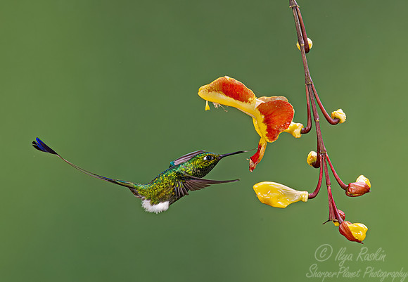 357 White-booted racket-tail (Ocreatus underwoodii) - Ecuador