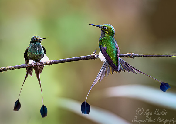 358 White-booted racket-tail (Ocreatus underwoodii) - Ecuador