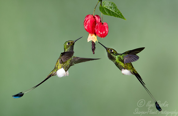 359 White-booted racket-tails (Ocreatus underwoodii) - Ecuador