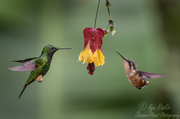 361 White-booted racket-tail (Ocreatus underwoodii) and Purple-throated woodstar (Calliphlox mitchellii) - Ecuador