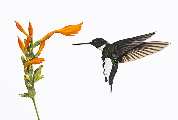 369 Collared Inca (Coeligena torquata) - Ecuador