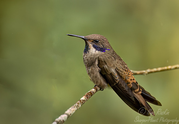 370 Brown violetear (Colibri delphinae) - Ecuador