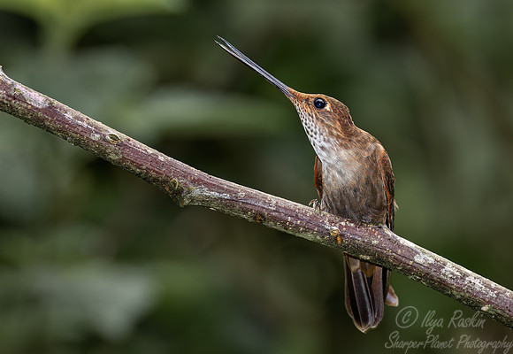 367 Brown inca (Coeligena wilsoni) - Ecuador