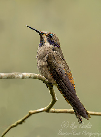 371 Brown violetear (Colibri delphinae) - Ecuador