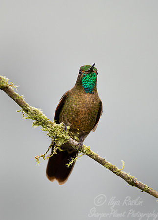 372 Tyrian metaltail (Metallura tyrianthina) - Ecuador