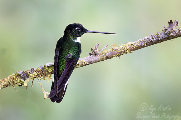 368 Collared Inca (Coeligena torquata) - Ecuador