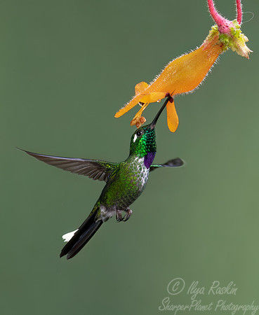 376 Purple-bibbed whitetip (Urosticte benjamini) - Ecuador
