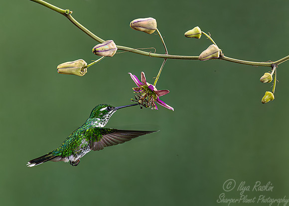 379 Purple-bibbed whitetip (Urosticte benjamini) - Ecuador