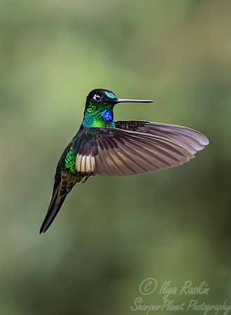 382 Buff-winged starfrontlet (Coeligena lutetiae) - Ecuador